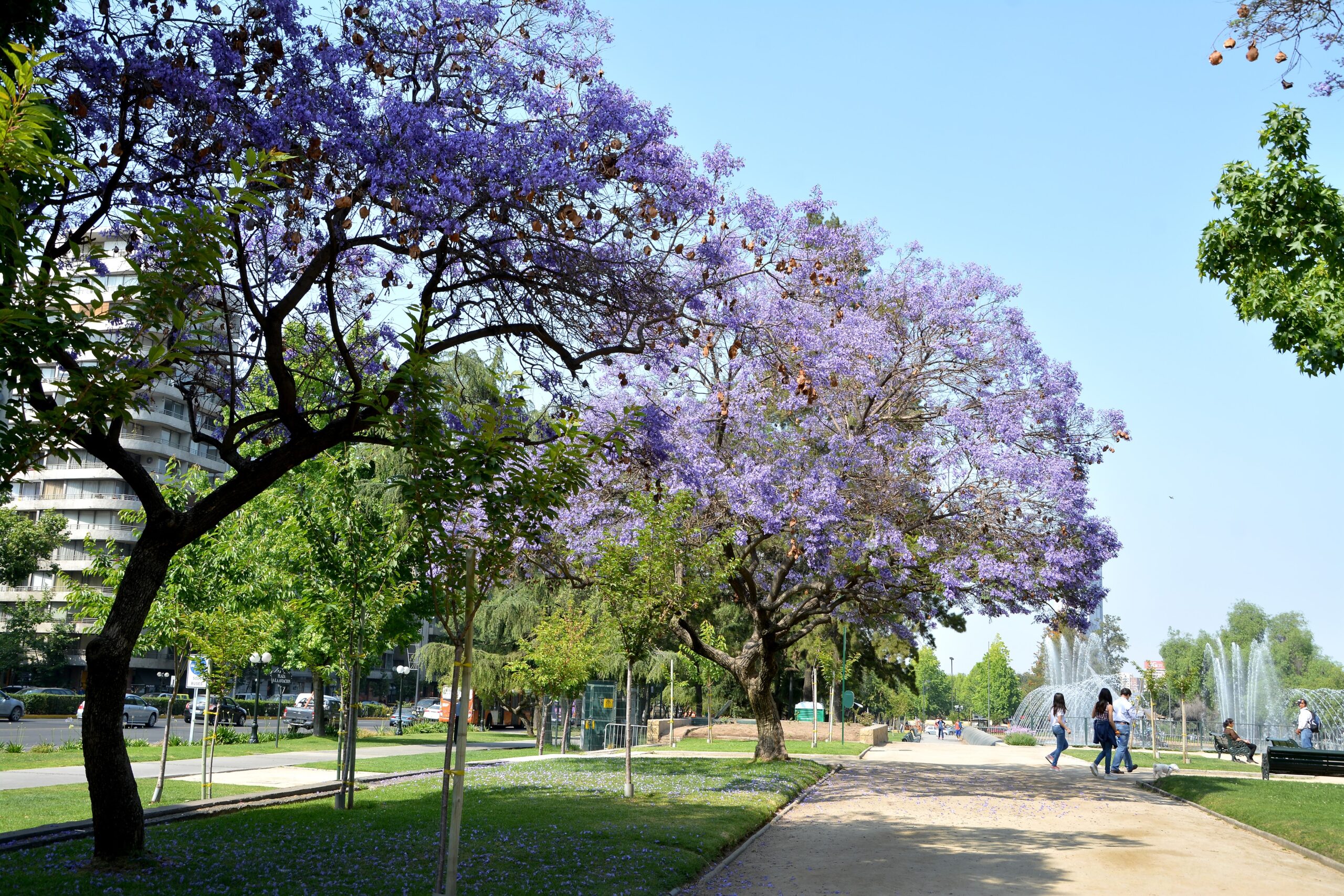 Consultoría Forestal Urbana